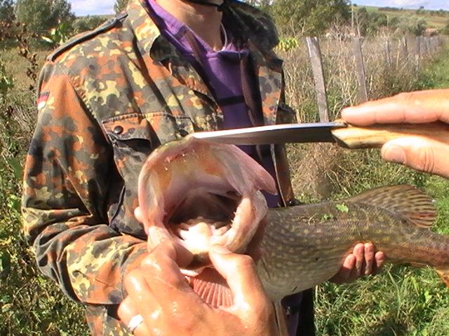 la rapitor - pic3757.JPG